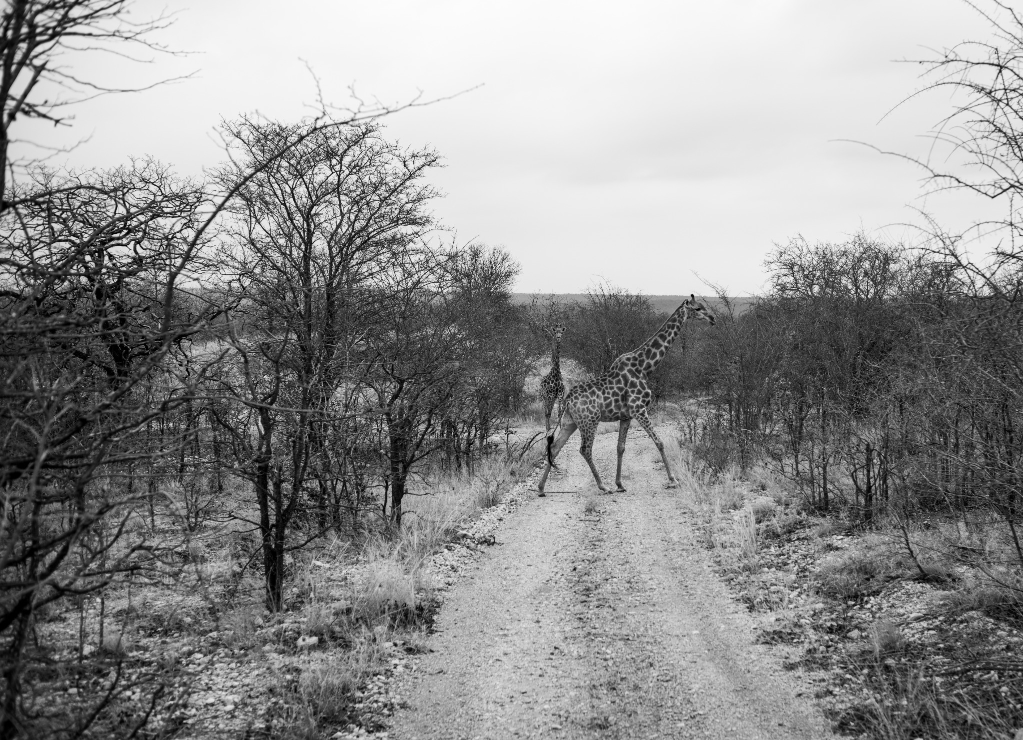Balule Nature Reserve documentary photograph